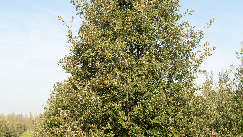 Quercus ilex Stammbüsche