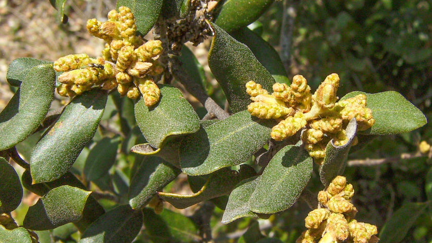 Quercus ilex Blumen