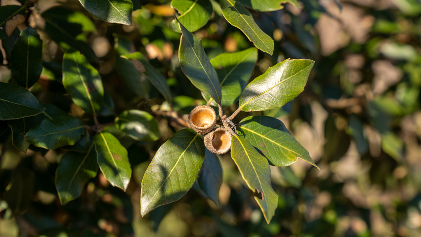 Quercus ilex Frucht