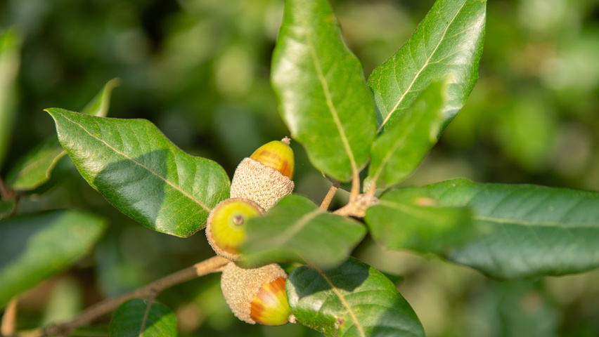 Quercus ilex Frucht