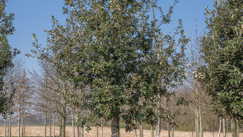Quercus ilex hochstämmig