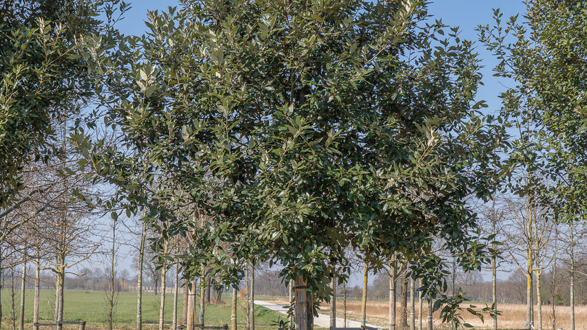 Quercus ilex hochstämmig