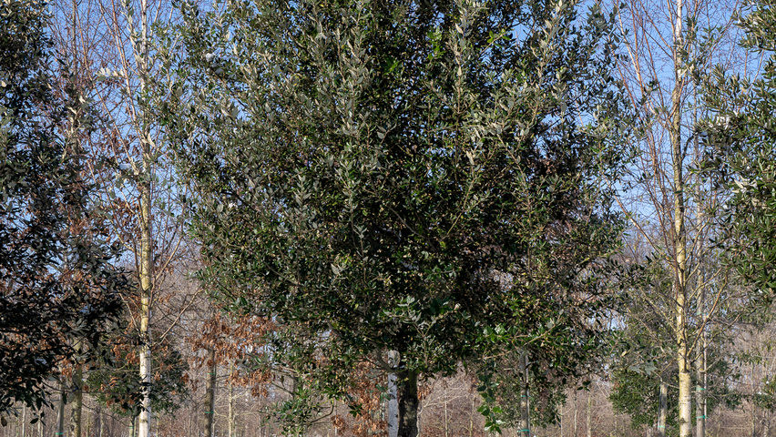 Quercus ilex hochstämmig