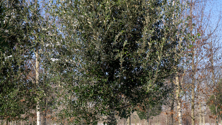 Quercus ilex hochstämmig