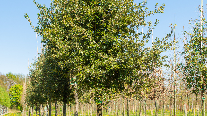 Quercus ilex hochstämmig