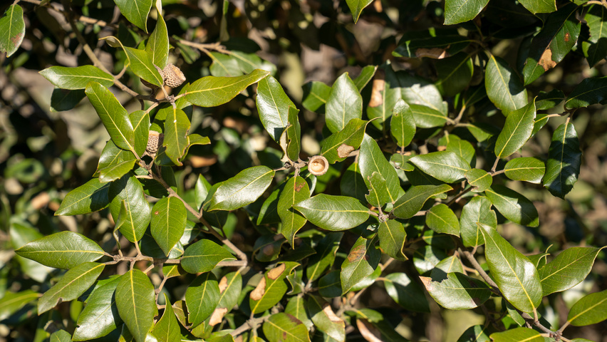 Quercus ilex Blatt