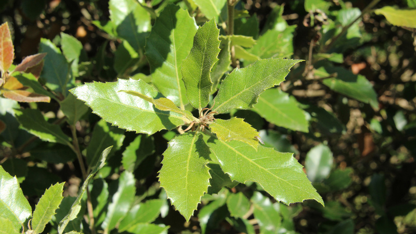 Quercus ilex Blatt