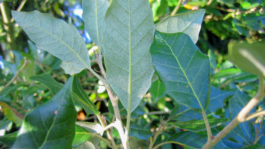 Quercus ilex Blatt