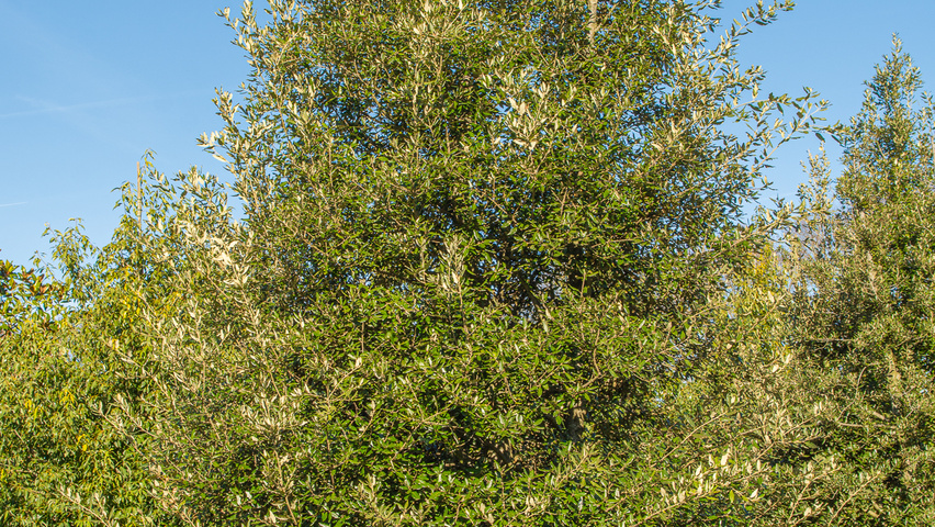 Quercus ilex mehrstämmige
