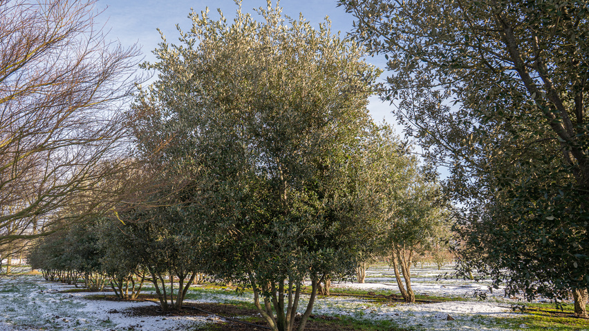 Quercus ilex mehrstämmige Schirmform
