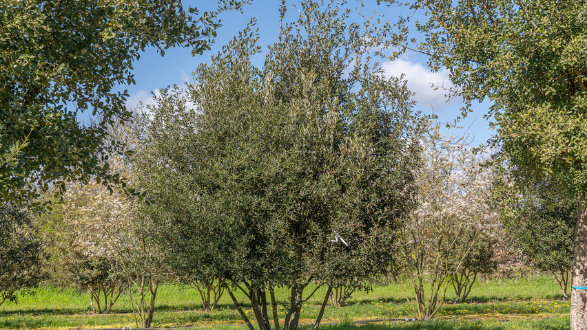 Quercus ilex mehrstämmige Schirmform