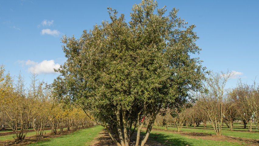 Quercus ilex mehrstämmige Schirmform
