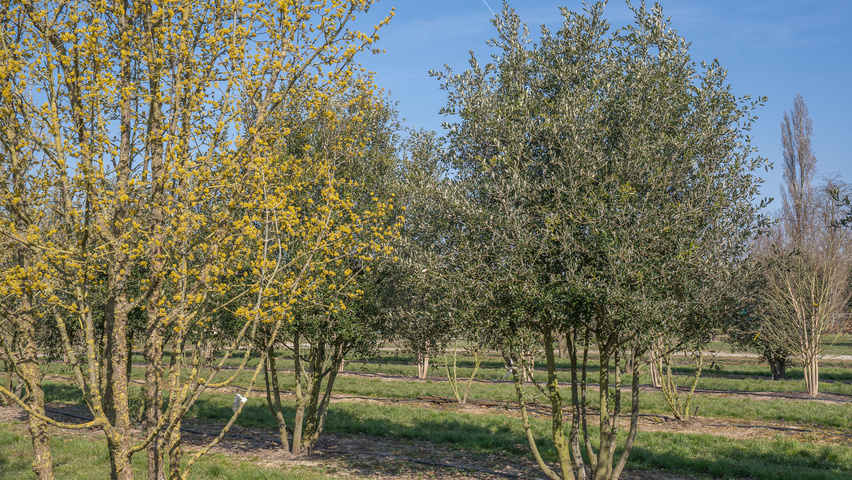 Quercus ilex mehrstämmige Schirmform