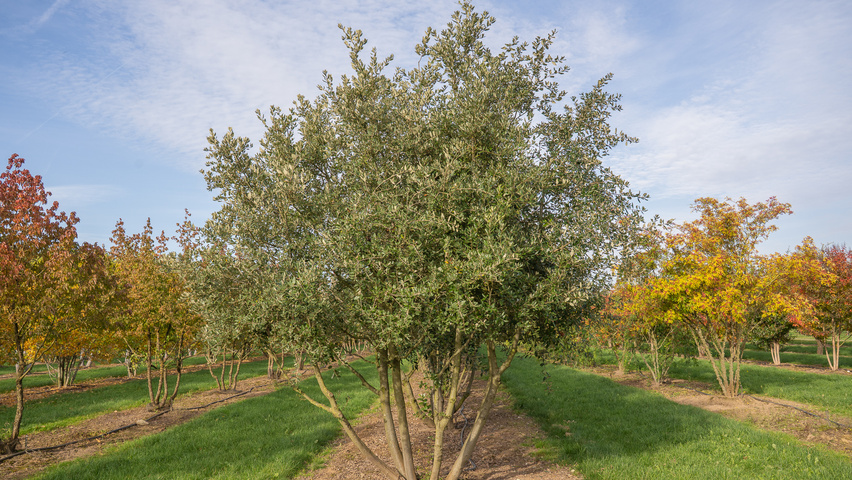 Quercus ilex mehrstämmige Schirmform