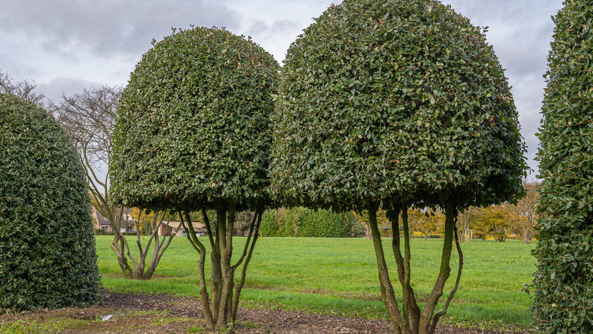 Quercus ilex Bienenkorb