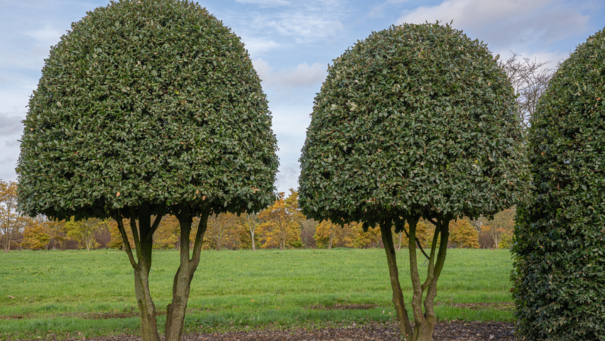 Quercus ilex Bienenkorb