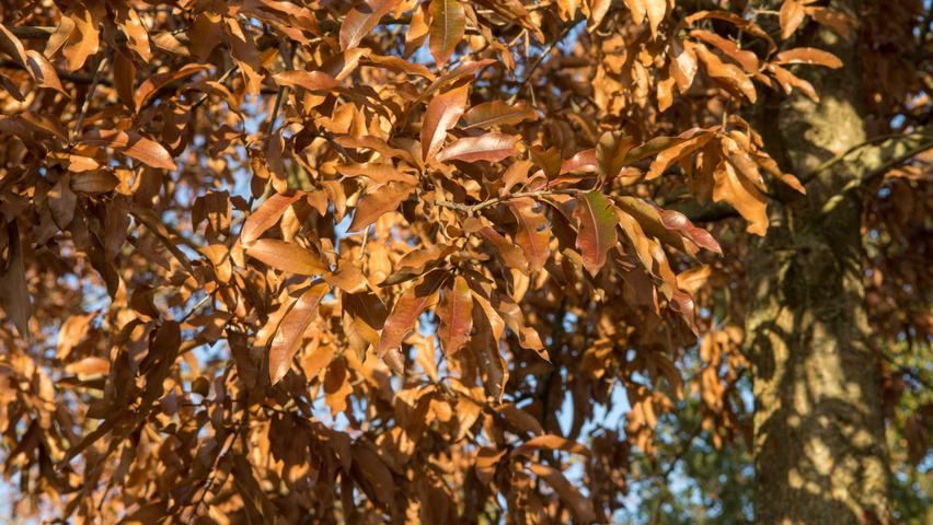 Quercus imbricaria Herbstblatt