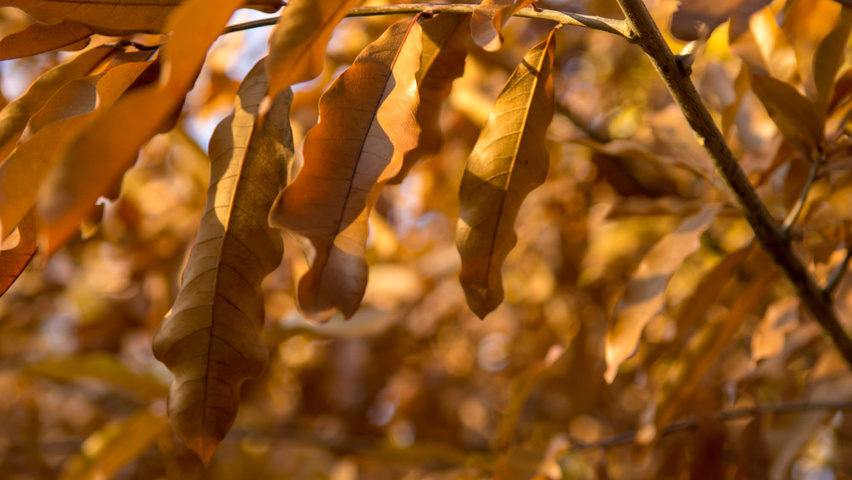 Quercus imbricaria Herbstblatt