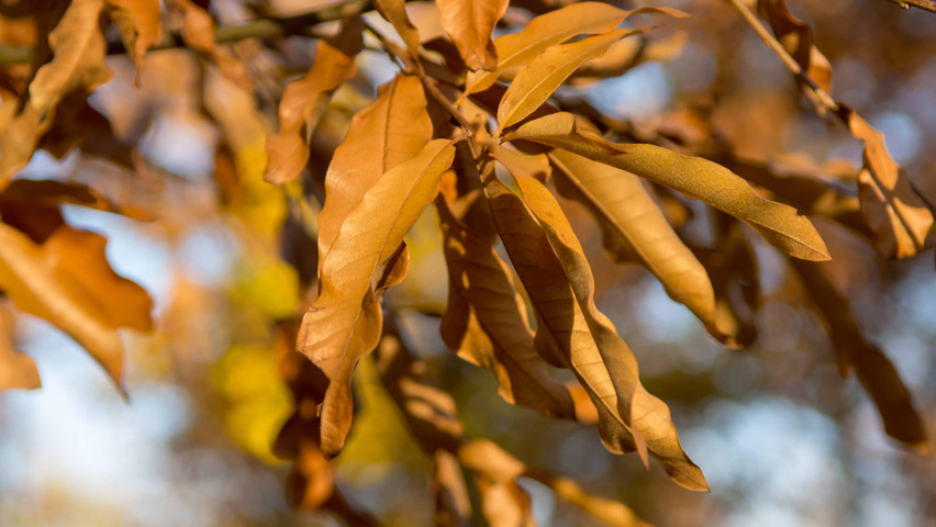 Quercus imbricaria Herbstblatt