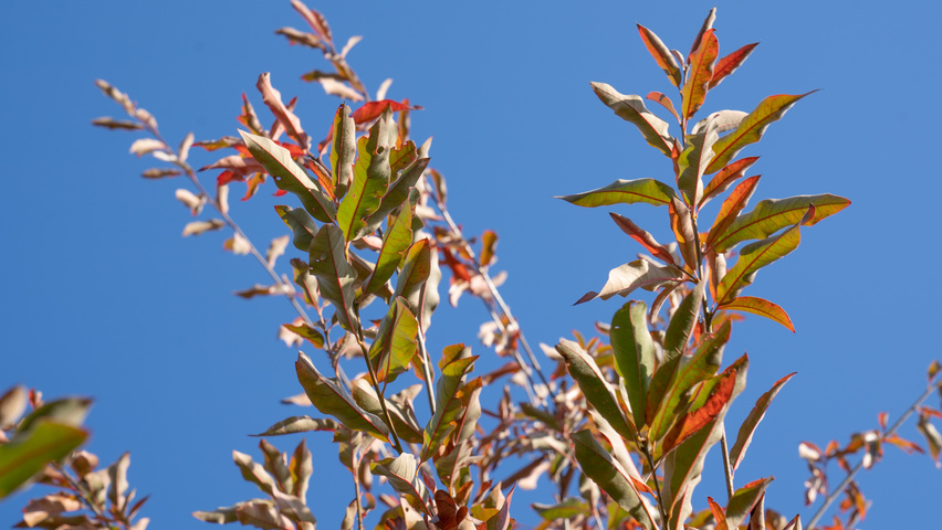 Quercus imbricaria Herbstblatt