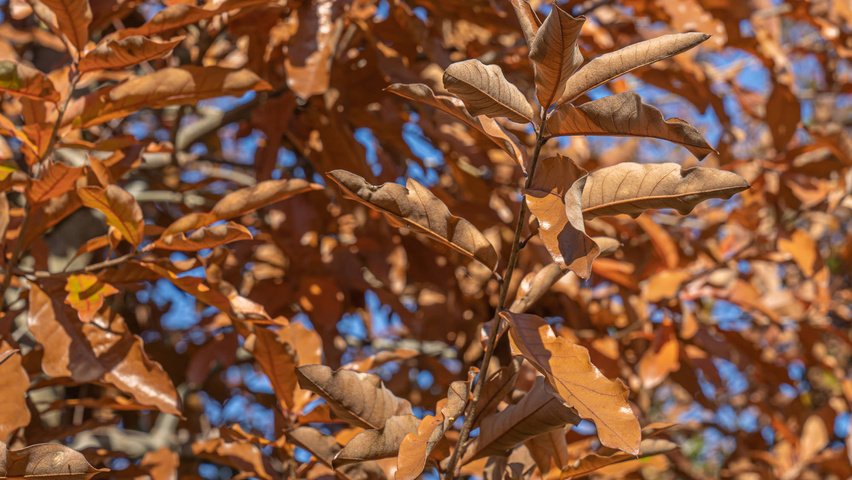 Quercus imbricaria Herbstblatt