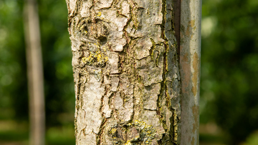 Quercus imbricaria Rinden