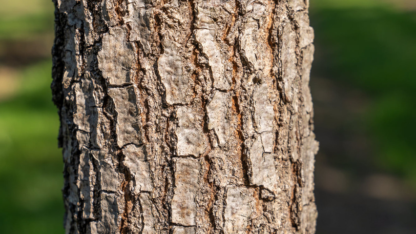 Quercus imbricaria Rinden