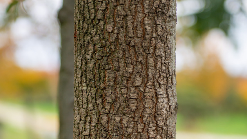 Quercus imbricaria Rinden