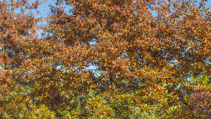 Quercus imbricaria Stammbüsche