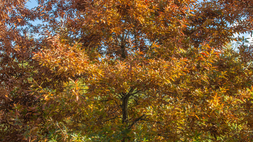 Quercus imbricaria Stammbüsche