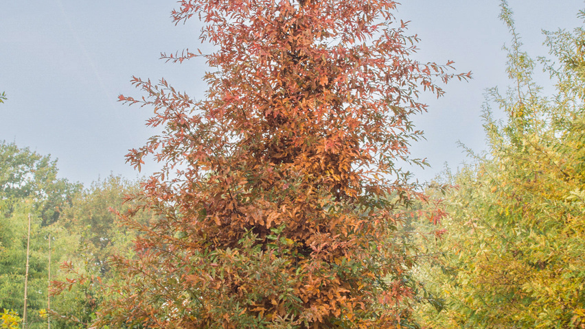 Quercus imbricaria Stammbüsche