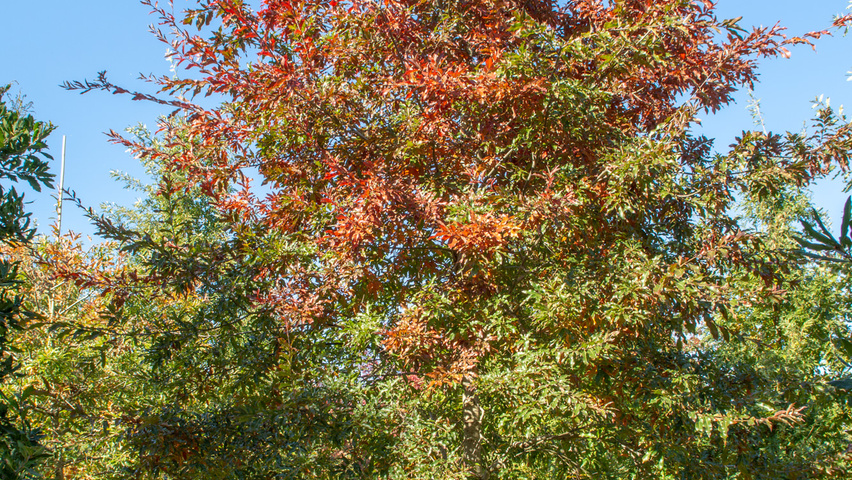 Quercus imbricaria hochstämmig