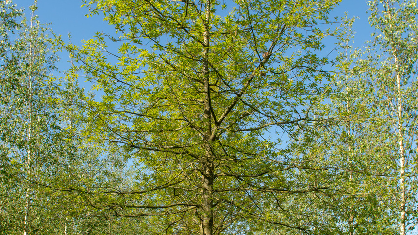Quercus imbricaria hochstämmig