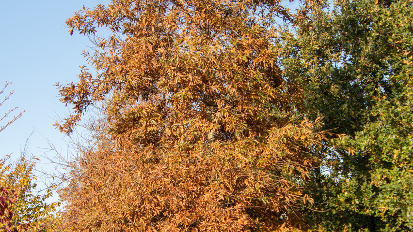Quercus imbricaria hochstämmig
