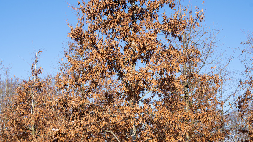 Quercus imbricaria hochstämmig