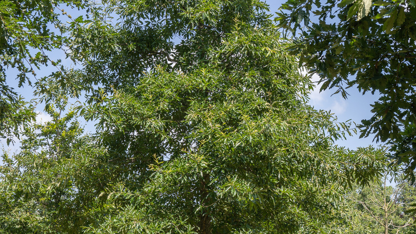 Quercus imbricaria hochstämmig
