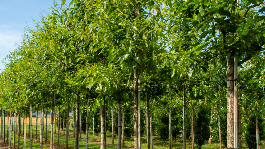 Quercus imbricaria hochstämmig