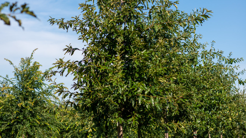 Quercus imbricaria hochstämmig