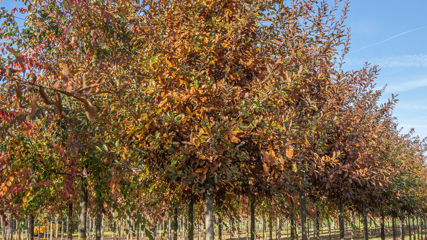 Quercus imbricaria hochstämmig