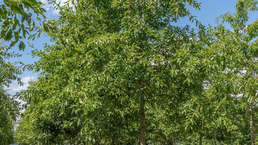 Quercus imbricaria hochstämmig