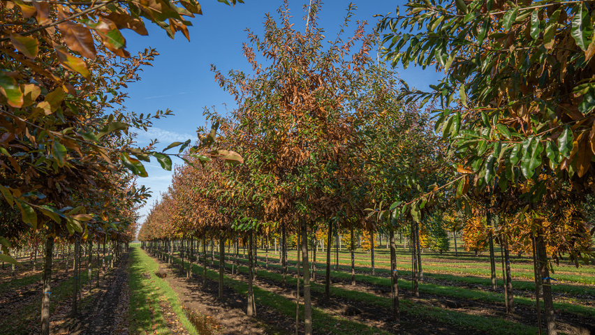 Quercus imbricaria hochstämmig