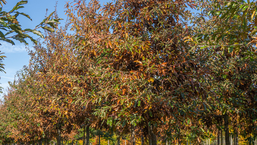Quercus imbricaria hochstämmig