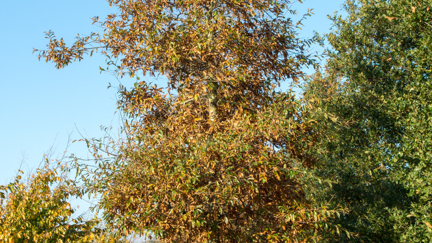Quercus imbricaria hochstämmig