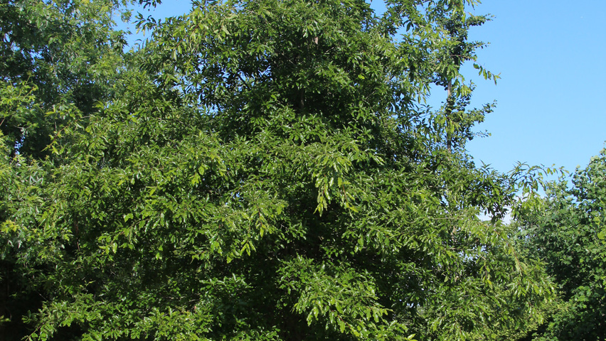 Quercus imbricaria hochstämmig