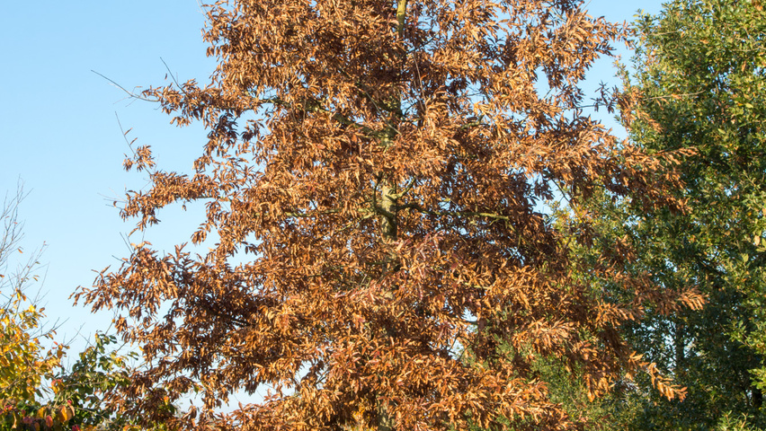 Quercus imbricaria hochstämmig