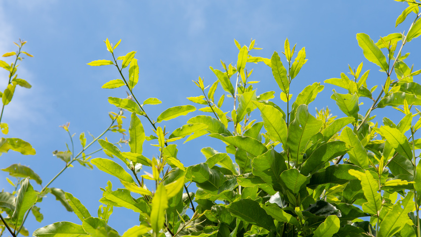 Quercus imbricaria Blatt
