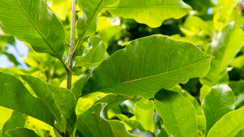 Quercus imbricaria Blatt