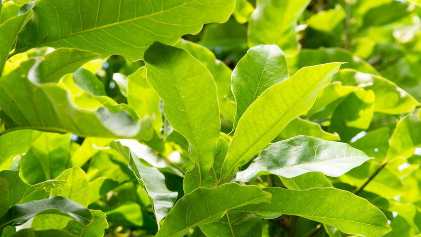 Quercus imbricaria Blatt