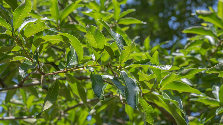Quercus imbricaria Blatt