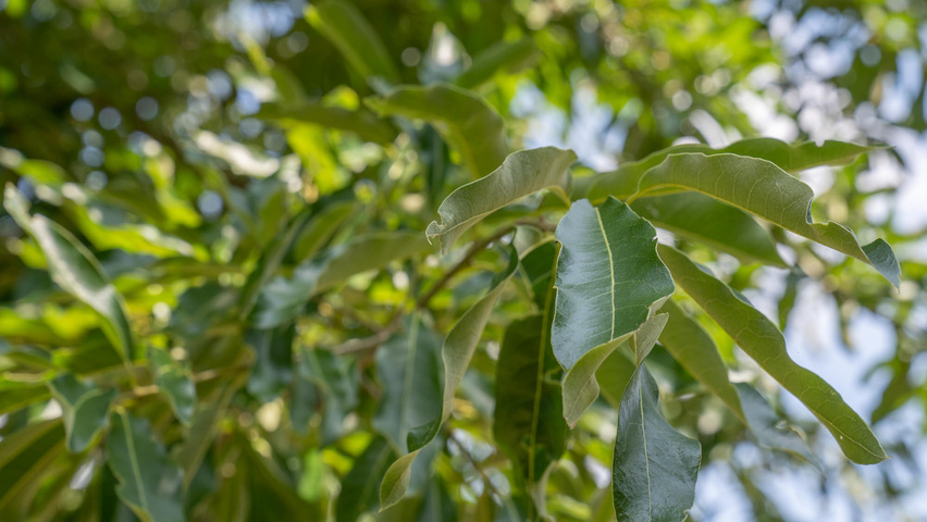 Quercus imbricaria Blatt